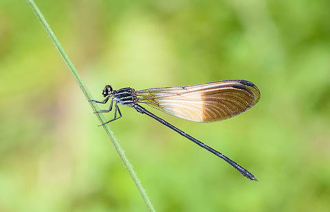 Polythore ornata - juvenile, Putumayo, Colombia  Colombia,Colombia 2018,Colombia South,Mocoa,Polythore ornata,Putumayo,South America,World