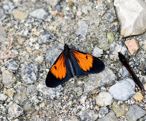 Latreille's Altinote