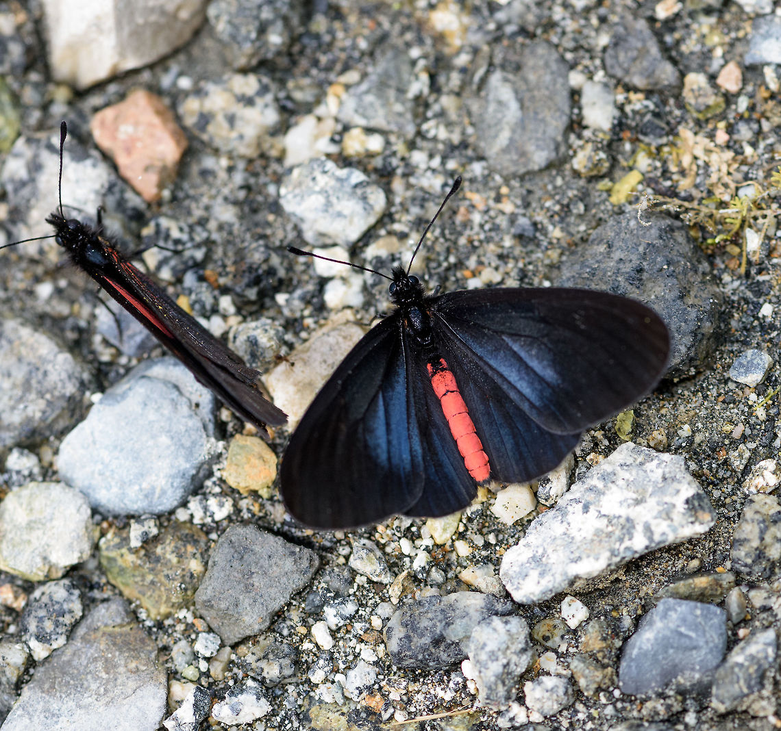 Pink-bodied Altinote, Putumayo, Colombia  Altinote neleus,Colombia,Colombia 2018,Colombia South,Mocoa,Pink-bodied Altinote,Putumayo,South America,World