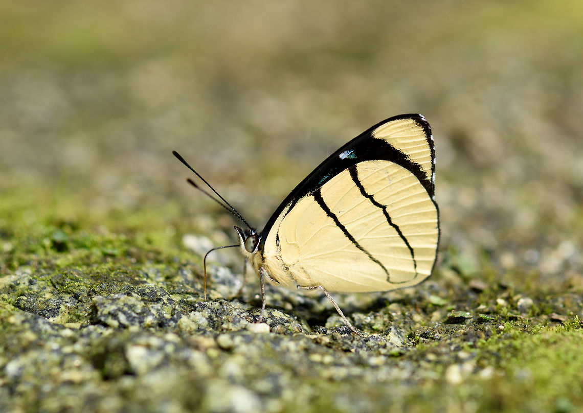 Pale Perisama, Putumayo, Colombia  Colombia,Colombia 2018,Colombia South,Mocoa,Pale Perisama,Perisama oppelii,Putumayo,South America,World