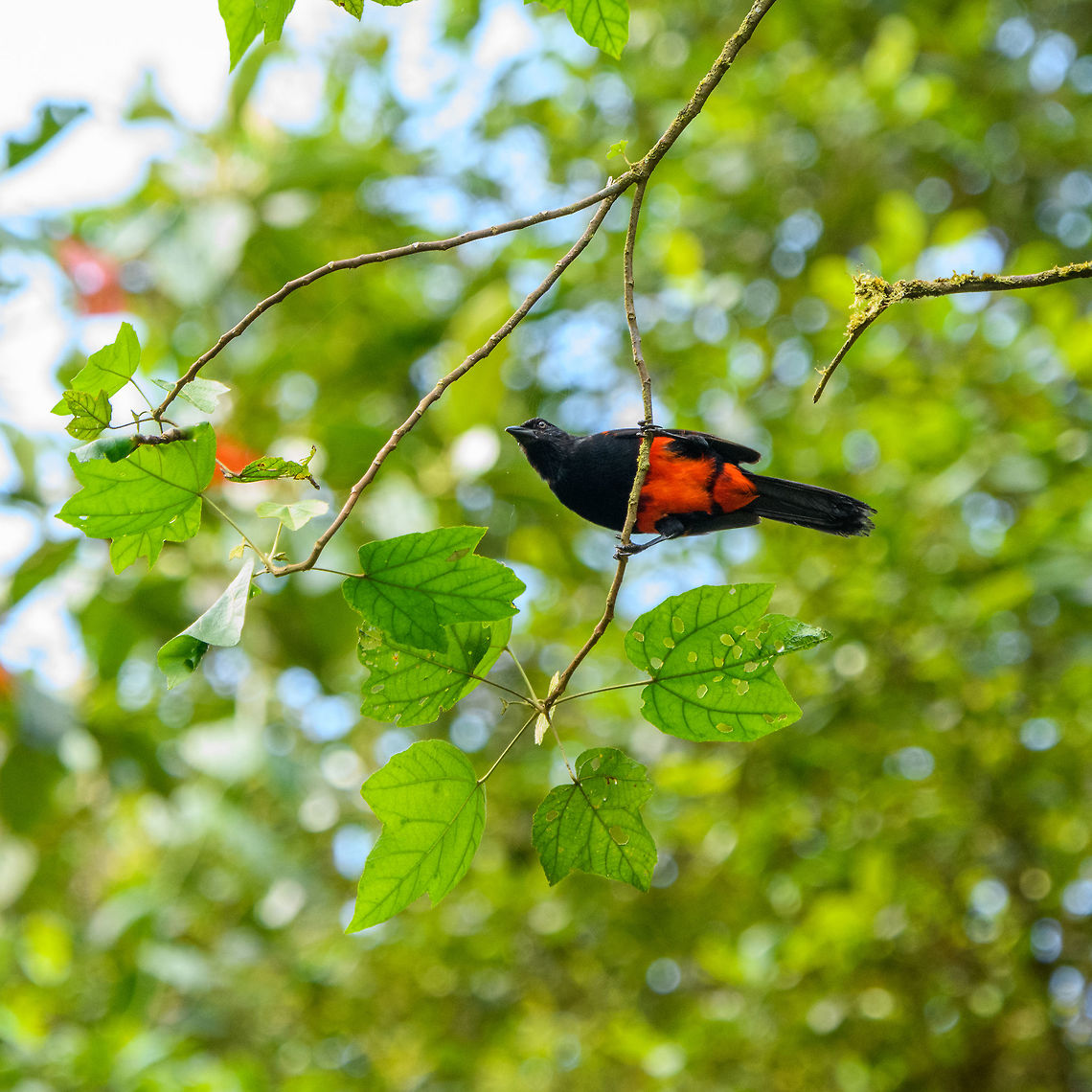 Red-bellied grackle, Putumayo, Colombia Endemic to Colombia. Joins mixed flocks. I'm unsure about the sex, as the male and female look similar. Colombia,Colombia 2018,Colombia South,Fall,Geotagged,Mocoa,Putumayo,Red-bellied grackle,South America,World,pyrohypogaster