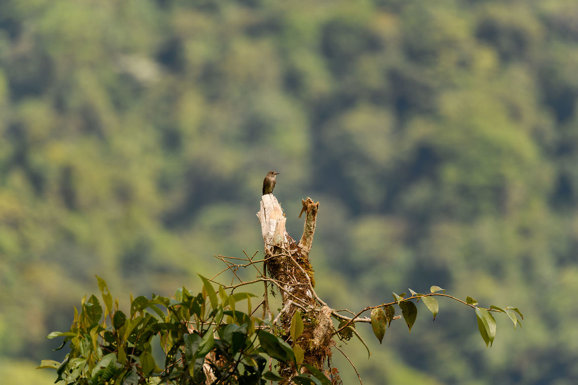 Eastern Wood Pewee, Putumayo, Colombia Remote observation of a Eastern Wood Pewee on the &quot;Trampoline of Death&quot; road. Colombia,Colombia 2018,Colombia South,Contopus virens,Eastern Wood Pewee,Fall,Geotagged,Mocoa,Putumayo,South America,World