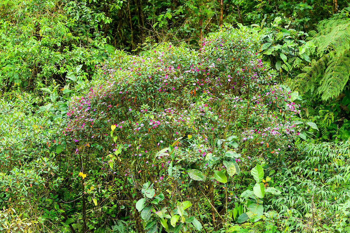 Tibouchina lepidota, Putumayo, Colombia An ornamental tree from the Andean region. It grows from 12 to 20m. The flowers can vary from magenta to violet to reddish, and shades in between. It is locally sometimes named the &quot;7 color plant&quot; for that reason. Alstonville,Andesanthus lepidotus,Colombia,Colombia 2018,Colombia South,Mocoa,Putumayo,South America,Tibouchina lepidota,World