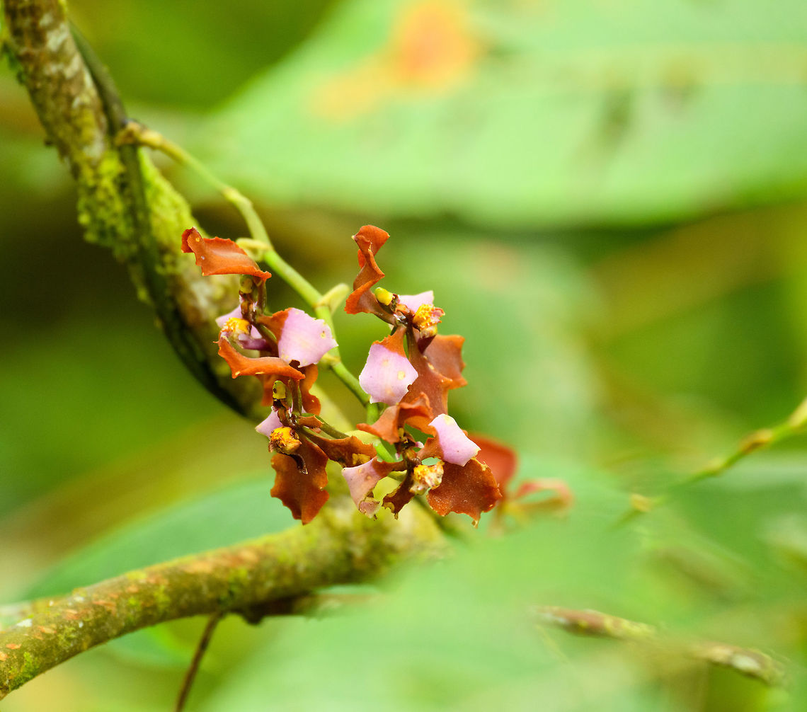 Cyrtochilum pastasae, Putumayo, Colombia Remote tele shot of a large orchid species in the canopy. Found on the side of the Trampoline of Death road. Colombia,Colombia 2018,Colombia South,Cyrtochilum pastasae,Fall,Geotagged,Mocoa,Pastaza Cyrtochilum,Putumayo,South America,World