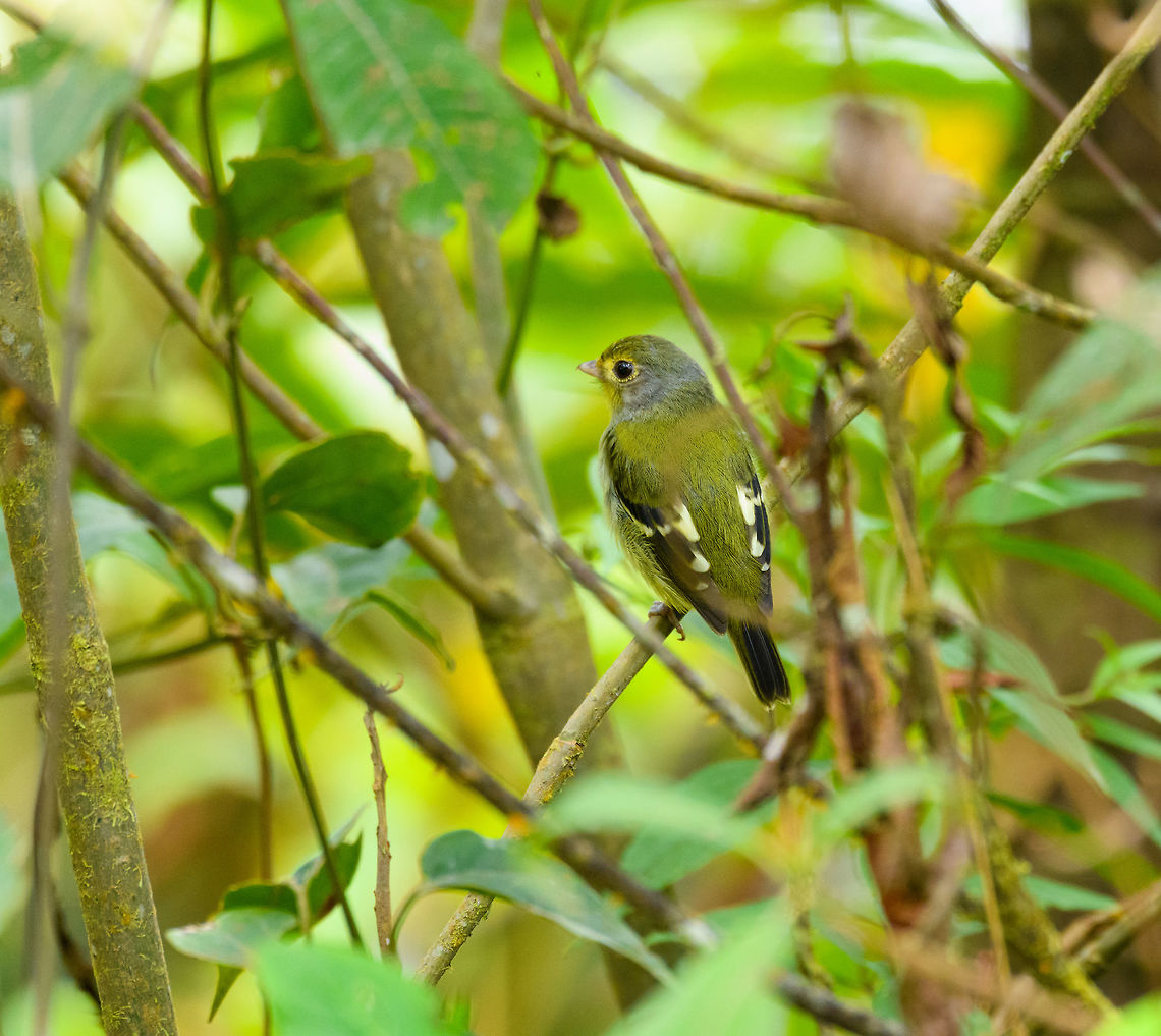 Wing-barred piprites, Putumayo, Colombia A relatively dull bird that is uncommon to see, hard to spot. This one was found at about 1,800m altitude. Should you be wondering, it&#039;s song is (and please repeat after me): pi-pi-pi-pi-pidi-pi-pi-pi. These tones are accelerated as they are repeated. I wanted you to know that.<br />
<figure class="photo"><a href="https://www.jungledragon.com/image/74535/wing-barred_piprites_-_side_view_putumayo_colombia.html" title="Wing-barred piprites - side view, Putumayo, Colombia"><img src="https://s3.amazonaws.com/media.jungledragon.com/images/2/74535_thumb.jpg?AWSAccessKeyId=05GMT0V3GWVNE7GGM1R2&Expires=1759968010&Signature=QLxY4OIUcT8kuaG84d%2BrbTyiQJM%3D" width="200" height="134" alt="Wing-barred piprites - side view, Putumayo, Colombia A relatively dull bird that is uncommon to see, hard to spot. This one was found at about 1,800m altitude. Should you be wondering, it&#039;s song is (and please repeat after me): pi-pi-pi-pi-pidi-pi-pi-pi. These tones are accelerated as they are repeated. I wanted you to know that.<br />
https://www.jungledragon.com/image/74534/wing-barred_piprites_putumayo_colombia.html Colombia,Colombia 2018,Colombia South,Fall,Geotagged,Mocoa,Piprites chloris,Putumayo,South America,Wing-barred piprites,World" /></a></figure> Colombia,Colombia 2018,Colombia South,Fall,Geotagged,Mocoa,Putumayo,South America,Wing-barred piprites,World,chloris