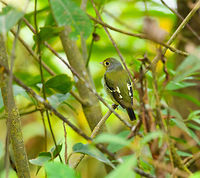 Wing-barred piprites, Putumayo, Colombia A relatively dull bird that is uncommon to see, hard to spot. This one was found at about 1,800m altitude. Should you be wondering, it's song is (and please repeat after me): pi-pi-pi-pi-pidi-pi-pi-pi. These tones are accelerated as they are repeated. I wanted you to know that.<br />
https://www.jungledragon.com/image/74535/wing-barred_piprites_-_side_view_putumayo_colombia.html Colombia,Colombia 2018,Colombia South,Fall,Geotagged,Mocoa,Putumayo,South America,Wing-barred piprites,World,chloris