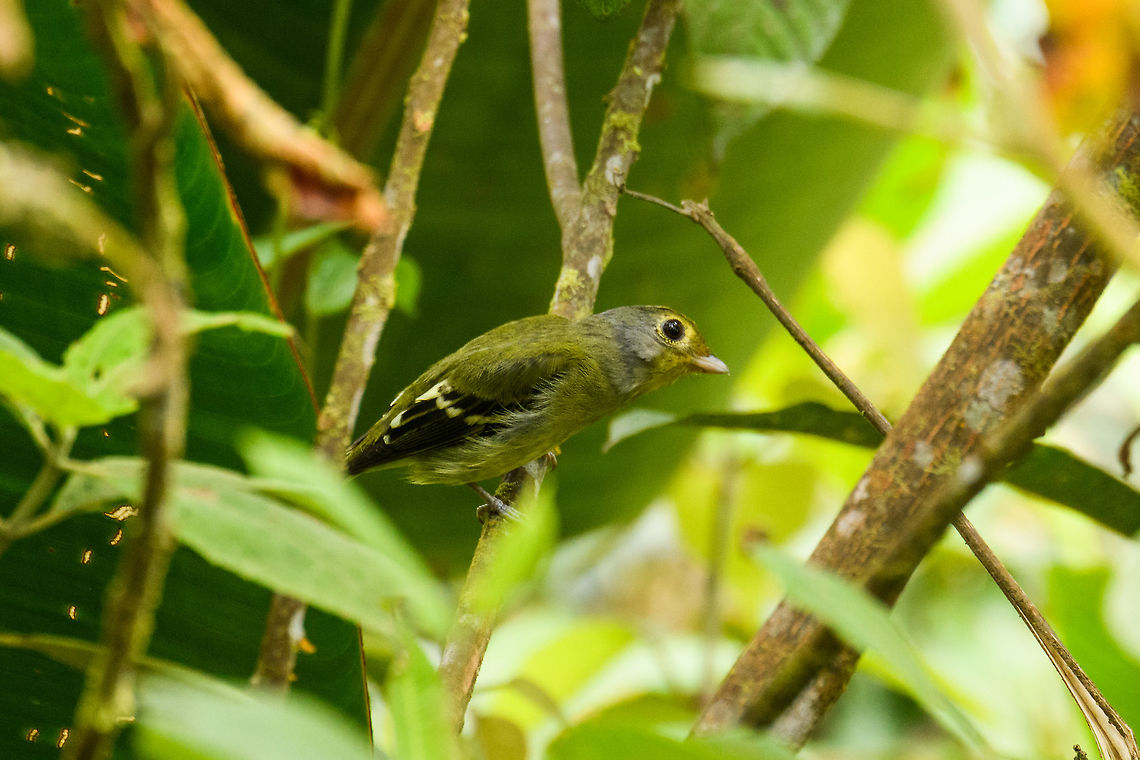 Wing-barred piprites - side view, Putumayo, Colombia A relatively dull bird that is uncommon to see, hard to spot. This one was found at about 1,800m altitude. Should you be wondering, it's song is (and please repeat after me): pi-pi-pi-pi-pidi-pi-pi-pi. These tones are accelerated as they are repeated. I wanted you to know that.<br />
<figure class="photo"><a href="https://www.jungledragon.com/image/74534/wing-barred_piprites_putumayo_colombia.html" title="Wing-barred piprites, Putumayo, Colombia"><img src="https://s3.amazonaws.com/media.jungledragon.com/images/2/74534_thumb.jpg?AWSAccessKeyId=05GMT0V3GWVNE7GGM1R2&Expires=1759968010&Signature=kAEbkRWIDqKLV5D4cDSEG%2Fd1yOU%3D" width="200" height="180" alt="Wing-barred piprites, Putumayo, Colombia A relatively dull bird that is uncommon to see, hard to spot. This one was found at about 1,800m altitude. Should you be wondering, it's song is (and please repeat after me): pi-pi-pi-pi-pidi-pi-pi-pi. These tones are accelerated as they are repeated. I wanted you to know that.<br />
https://www.jungledragon.com/image/74535/wing-barred_piprites_-_side_view_putumayo_colombia.html Colombia,Colombia 2018,Colombia South,Fall,Geotagged,Mocoa,Putumayo,South America,Wing-barred piprites,World,chloris" /></a></figure> Colombia,Colombia 2018,Colombia South,Fall,Geotagged,Mocoa,Piprites chloris,Putumayo,South America,Wing-barred piprites,World