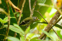Wing-barred piprites - side view, Putumayo, Colombia A relatively dull bird that is uncommon to see, hard to spot. This one was found at about 1,800m altitude. Should you be wondering, it's song is (and please repeat after me): pi-pi-pi-pi-pidi-pi-pi-pi. These tones are accelerated as they are repeated. I wanted you to know that.<br />
https://www.jungledragon.com/image/74534/wing-barred_piprites_putumayo_colombia.html Colombia,Colombia 2018,Colombia South,Fall,Geotagged,Mocoa,Piprites chloris,Putumayo,South America,Wing-barred piprites,World