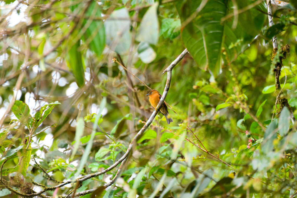 Cinnamon flycatcher, Putumayo, Colombia In the canopy at around 1,800m altitude. Cinnamon flycatcher,Colombia,Colombia 2018,Colombia South,Fall,Geotagged,Mocoa,Putumayo,Pyrrhomyias cinnamomeus,South America,World