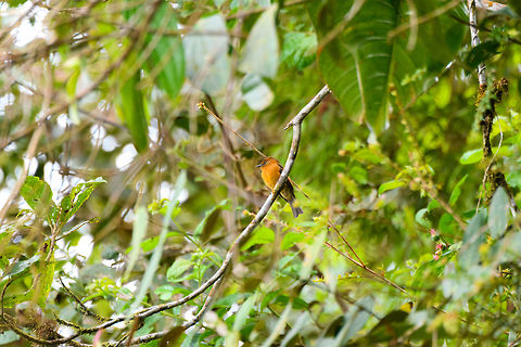Cinnamon flycatcher, Putumayo, Colombia In the canopy at around 1,800m altitude. Cinnamon flycatcher,Colombia,Colombia 2018,Colombia South,Fall,Geotagged,Mocoa,Putumayo,Pyrrhomyias cinnamomeus,South America,World