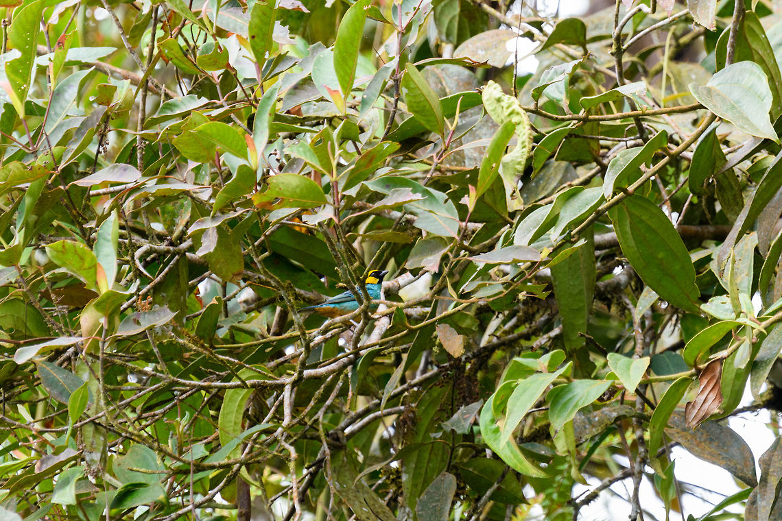 Saffron-crowned tanager, Putumayo, Colombia Not the best of shots, sorry. Found at about 1,800m altitude.  Colombia,Colombia 2018,Colombia South,Fall,Geotagged,Mocoa,Putumayo,Saffron-crowned tanager,South America,Tangara xanthocephala,World