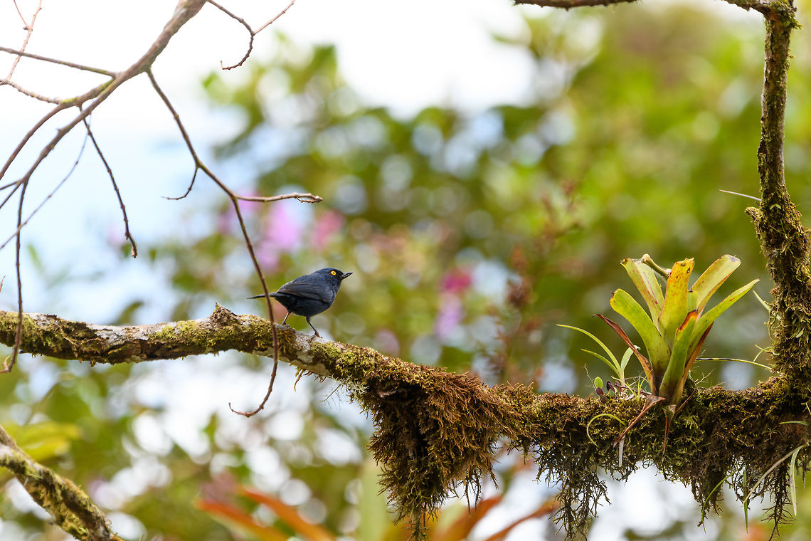 Deep-blue flowerpiercer, Putumayo, Colombia Within Colombia, found exclusively in the south. The golden eye indicates this is an adult, as the juveniles lack this eye color. Colombia,Colombia 2018,Colombia South,Deep-blue flowerpiercer,Fall,Geotagged,Mocoa,Putumayo,South America,World,glauca