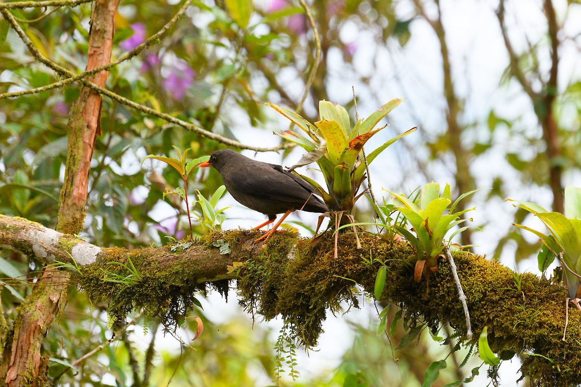 Great Thrush, Putumayo, Colombia  Colombia,Colombia 2018,Colombia South,Fall,Geotagged,Great thrush,Mocoa,Putumayo,South America,Turdus fuscater,World
