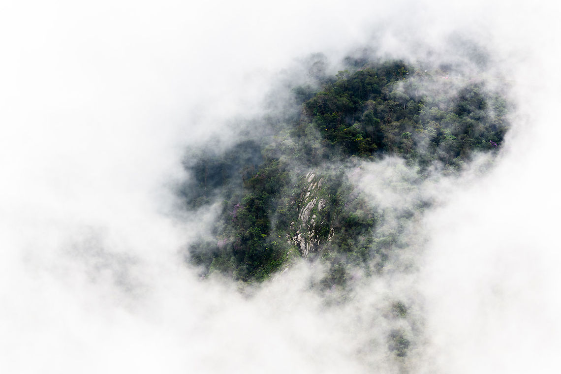 Cloud Forest, Putumayo, Colombia Before 2017 (our 2nd visit to Colombia) we had no idea what a cloud forest is. In 2018 (our 3rd visit) we covered quite a few of them. On this day we were coursing on the "Trampoline of Death", a steep mountain road between Mocoa and La Cocha. This scene captures a pretty typical scenario of being right in the middle of a cloud, from one minute to the other. Conditions change very rapidly. It's an amazing sight, but can be frustrating as well for photography. Ah well.<br />
<br />
The real attraction of cloud forests, of course, is the life within it, which is extremely rich and diverse due to the ideal moist conditions. <br />
<br />
For you zoomers out there: there's a flower species in this scene from a few observations ago. And at the top you can see part of the infamous road :) Colombia,Colombia 2018,Colombia South,Fall,Geotagged,Mocoa,Putumayo,South America,World
