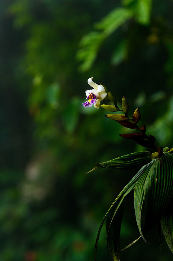 Sobralia Orchid, Putumayo, Colombia Remote tele shot of this relatively large orchid found at about 1,900m asl. Flowers in this genus only bloom for a single day, according to dutch Wikipedia. I'm working with an expert to try and get an exact species ID. This was a very misty shot so had to post process it quite heavily. Colombia,Colombia 2018,Colombia South,Mocoa,Putumayo,Sobralia luerorum,South America,World