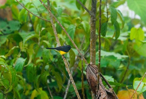 Slate-throated whitestart, Putumayo, Colombia Sometimes also called the Slate-throated REDstart. Colombia,Colombia 2018,Colombia South,Mocoa,Myioborus miniatus,Putumayo,Slate-throated whitestart,South America,World