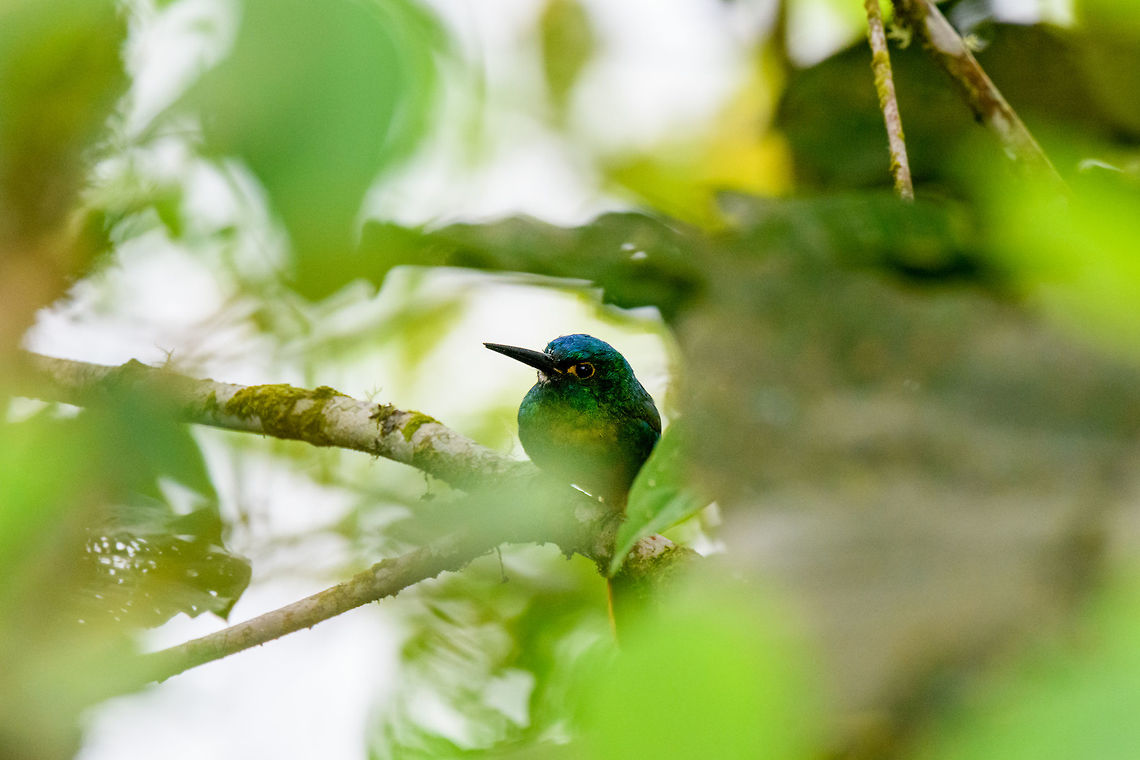 Coppery-chested jacamar, Putumayo, Colombia Remote, misty, and obstructed, but I love jacamars so still happy to have seen it. Within Colombia, this one occurs only in the far south. Colombia,Colombia 2018,Colombia South,Coppery-chested jacamar,Fall,Geotagged,Mocoa,Putumayo,South America,World,pastazae