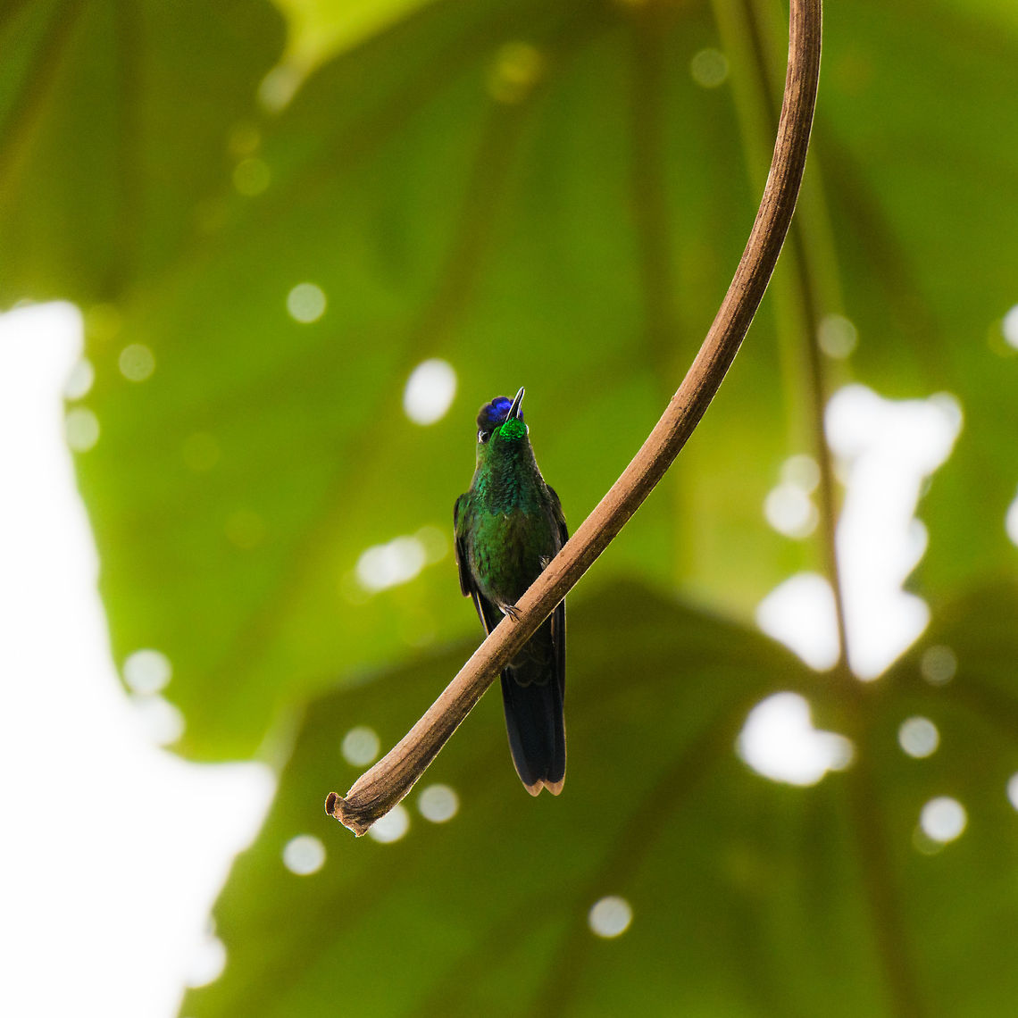 Violet-fronted brilliant, Putumayo, Colombia Uncommon. This is the male of the species.  Colombia,Colombia 2018,Colombia South,Fall,Geotagged,Mocoa,Putumayo,South America,Violet-fronted brilliant,World,leadbeateri