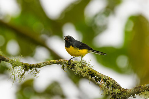 Slate-throated whitestart - singing, Putumayo, Colombia  Colombia,Colombia 2018,Colombia South,Fall,Geotagged,Mocoa,Myioborus miniatus,Putumayo,Slate-throated whitestart,South America,World
