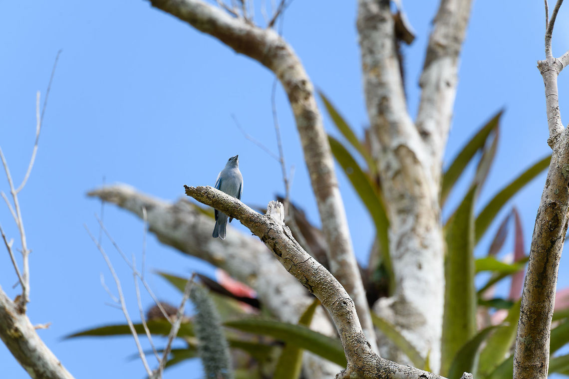 Blue-gray Tanager perched, Putumayo, Colombia  Blue-gray Tanager,Colombia,Colombia 2018,Colombia South,Fall,Geotagged,Mocoa,Putumayo,South America,Thraupis episcopus,World
