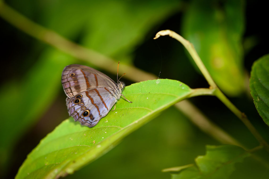 Libye Ringlet, Putumayo, Colombia Part of a pretty confusing genus so sharing my keys used:<br />
- Overall blue tone (making it a blue ringlet)<br />
- Amount and color of vertical bands<br />
- Whether the last vertical band wraps around the fake eyes (in this one it does not)<br />
- Amount of large fake eyes (3 in this case)<br />
- Pattern between large fake eyes<br />
- Pattern at edge of wing (triple line in this case)<br />
- Color of eyes (unsure if really a key but I see clear differences between species)<br />
- Color of tips of antennae Colombia,Colombia 2018,Colombia South,Libye Ringlet,Magneuptychia libye,Mocoa,Putumayo,South America,World