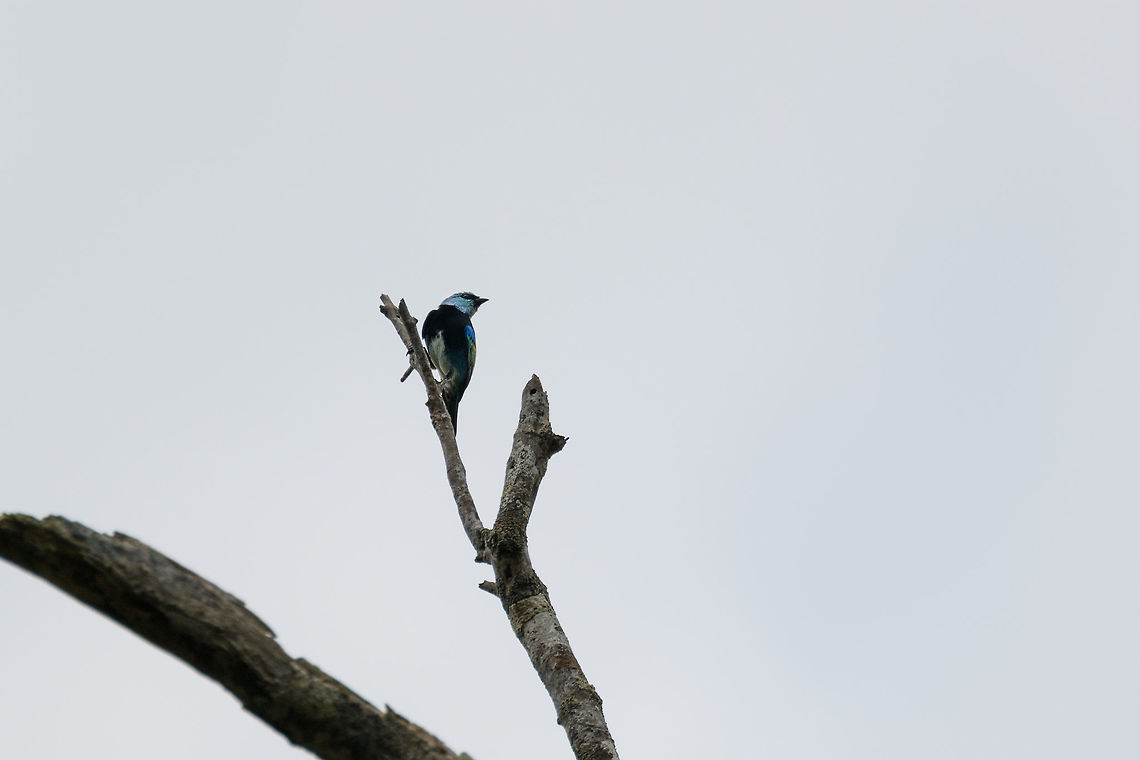 Masked tanager, Putumayo, Colombia Sorry for the awful photo, lots of mist and strong back-light on this day. Colombia,Colombia 2018,Colombia South,Fall,Geotagged,Masked tanager,Mocoa,Putumayo,South America,Tangara nigrocincta,World