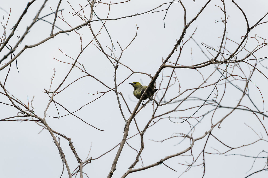 Palm Tanager, Putumayo, Colombia  Colombia,Colombia 2018,Colombia South,Fall,Geotagged,Mocoa,Palm Tanager,Putumayo,South America,Thraupis palmarum,World