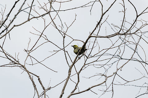 Palm Tanager, Putumayo, Colombia  Colombia,Colombia 2018,Colombia South,Fall,Geotagged,Mocoa,Palm Tanager,Putumayo,South America,Thraupis palmarum,World