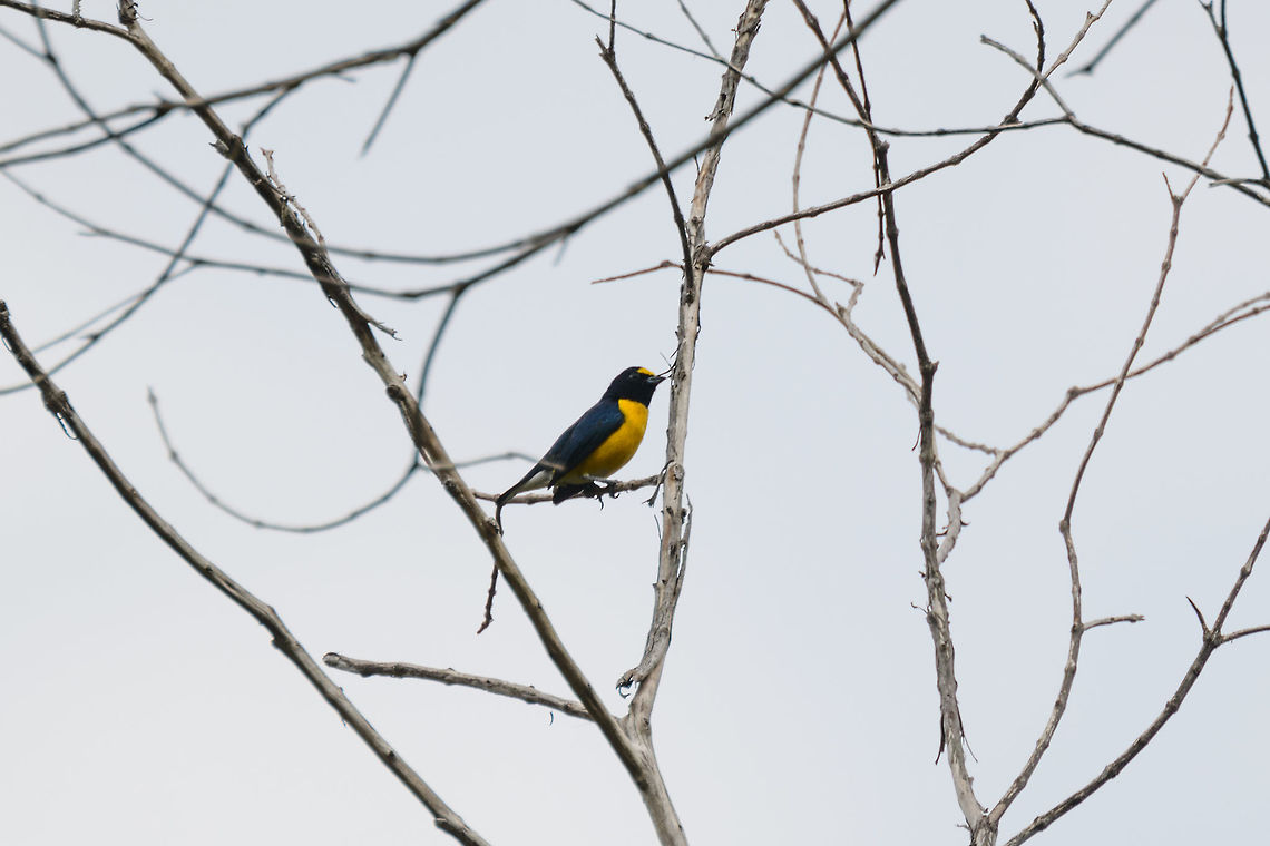 White-vented euphonia, Putumayo, Colombia The smallest euphonia species. This is the male. Colombia,Colombia 2018,Colombia South,Euphonia minuta,Fall,Geotagged,Mocoa,Putumayo,South America,White-vented euphonia,World,minuta