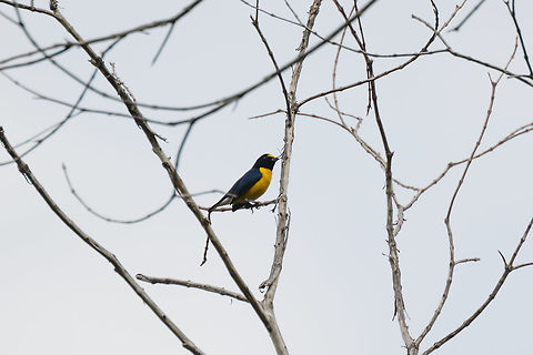 White-vented euphonia, Putumayo, Colombia The smallest euphonia species. This is the male. Colombia,Colombia 2018,Colombia South,Euphonia minuta,Fall,Geotagged,Mocoa,Putumayo,South America,White-vented euphonia,World,minuta