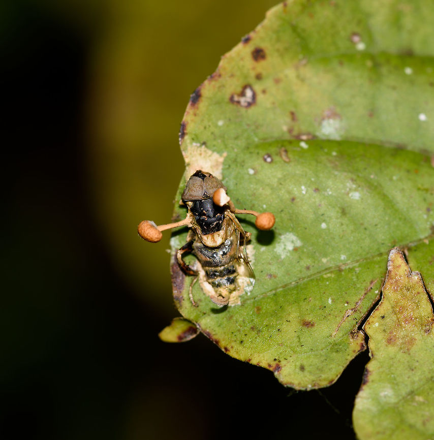 Ophiocordyceps dipterigena, Putumayo, Colombia Cordyceps fungus found on what looks to be a hoverfly. <br />
<figure class="photo"><a href="https://www.jungledragon.com/image/74769/ophiocordyceps_dipterigena_-_side_view_putumayo_colombia.html" title="Ophiocordyceps dipterigena - side view, Putumayo, Colombia"><img src="https://s3.amazonaws.com/media.jungledragon.com/images/2/74769_thumb.jpg?AWSAccessKeyId=05GMT0V3GWVNE7GGM1R2&Expires=1767225610&Signature=WgMLbE1cIr7AfBjd3gAW0yZL088%3D" width="200" height="134" alt="Ophiocordyceps dipterigena - side view, Putumayo, Colombia Cordyceps fungus found on what looks to be a hoverfly. <br />
https://www.jungledragon.com/image/74768/ophiocordyceps_dipterigena_putumayo_colombia.html<br />
https://www.jungledragon.com/image/74770/ophiocordyceps_dipterigena_-_closeup_putumayo_colombia.html Colombia,Colombia 2018,Colombia South,Mocoa,Ophiocordyceps dipterigena,Putumayo,South America,World" /></a></figure><br />
<figure class="photo"><a href="https://www.jungledragon.com/image/74770/ophiocordyceps_dipterigena_-_closeup_putumayo_colombia.html" title="Ophiocordyceps dipterigena - closeup, Putumayo, Colombia"><img src="https://s3.amazonaws.com/media.jungledragon.com/images/2/74770_thumb.jpg?AWSAccessKeyId=05GMT0V3GWVNE7GGM1R2&Expires=1767225610&Signature=nEPtIW2cNiMOFKcgPvkf0eLiqxs%3D" width="150" height="152" alt="Ophiocordyceps dipterigena - closeup, Putumayo, Colombia Cordyceps fungus found on what looks to be a hoverfly. <br />
https://www.jungledragon.com/image/74768/ophiocordyceps_dipterigena_putumayo_colombia.html<br />
https://www.jungledragon.com/image/74769/ophiocordyceps_dipterigena_-_side_view_putumayo_colombia.html Colombia,Colombia 2018,Colombia South,Mocoa,Ophiocordyceps dipterigena,Putumayo,South America,World" /></a></figure> Colombia,Colombia 2018,Colombia South,Mocoa,Ophiocordyceps dipterigena,Putumayo,South America,World