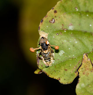 Ophiocordyceps dipterigena