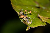 Ophiocordyceps dipterigena - side view, Putumayo, Colombia Cordyceps fungus found on what looks to be a hoverfly. <br />
https://www.jungledragon.com/image/74768/ophiocordyceps_dipterigena_putumayo_colombia.html<br />
https://www.jungledragon.com/image/74770/ophiocordyceps_dipterigena_-_closeup_putumayo_colombia.html Colombia,Colombia 2018,Colombia South,Mocoa,Ophiocordyceps dipterigena,Putumayo,South America,World