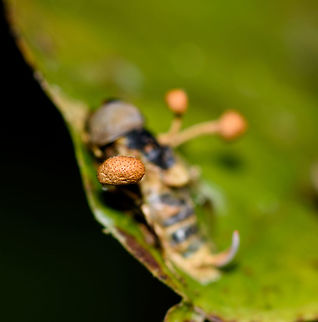 Ophiocordyceps dipterigena - closeup, Putumayo, Colombia Cordyceps fungus found on what looks to be a hoverfly. 
https://www.jungledragon.com/image/74768/ophiocordyceps_dipterigena_putumayo_colombia.html
https://www.jungledragon.com/image/74769/ophiocordyceps_dipterigena_-_side_view_putumayo_colombia.html Colombia,Colombia 2018,Colombia South,Mocoa,Ophiocordyceps dipterigena,Putumayo,South America,World
