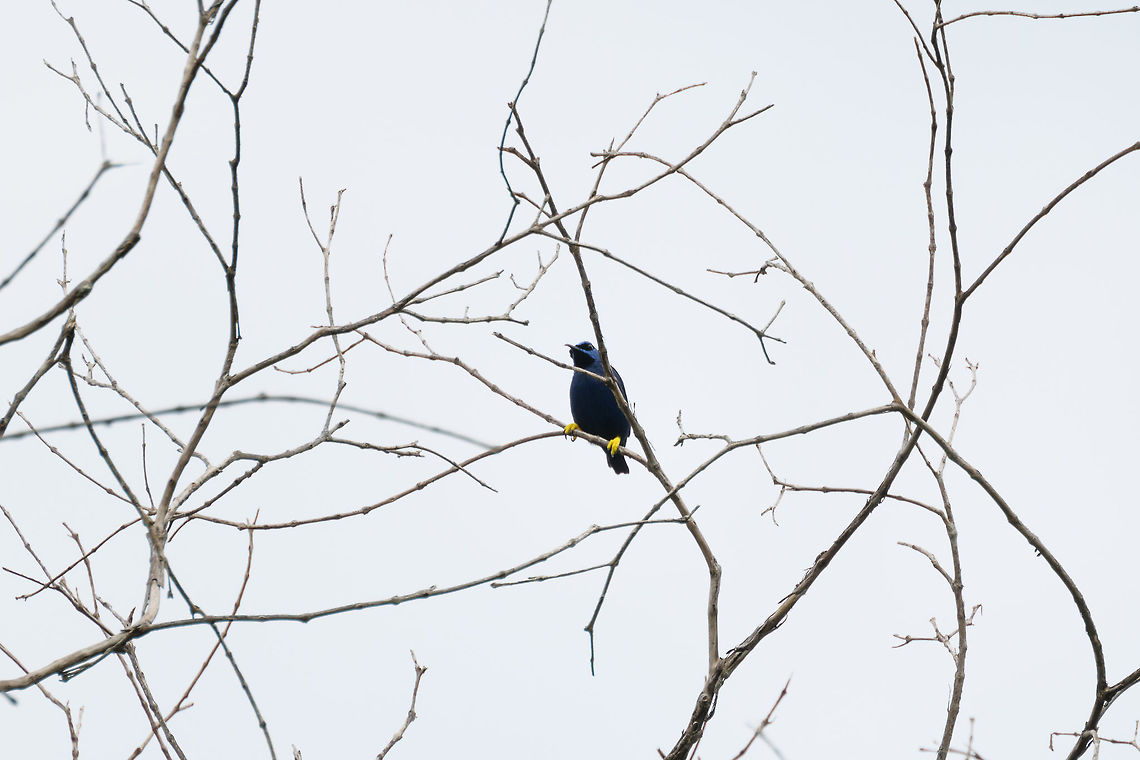 Purple honeycreeper, Putumayo, Colombia A terrible back-lit shot of a wonderful bird :) This is the adult male. Colombia,Colombia 2018,Colombia South,Cyanerpes caeruleus,Fall,Geotagged,Mocoa,Purple honeycreeper,Putumayo,South America,World