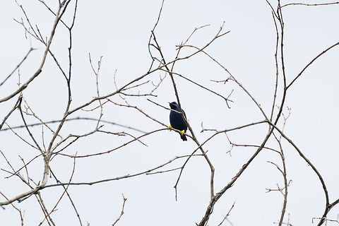 Purple honeycreeper, Putumayo, Colombia A terrible back-lit shot of a wonderful bird :) This is the adult male. Colombia,Colombia 2018,Colombia South,Cyanerpes caeruleus,Fall,Geotagged,Mocoa,Purple honeycreeper,Putumayo,South America,World