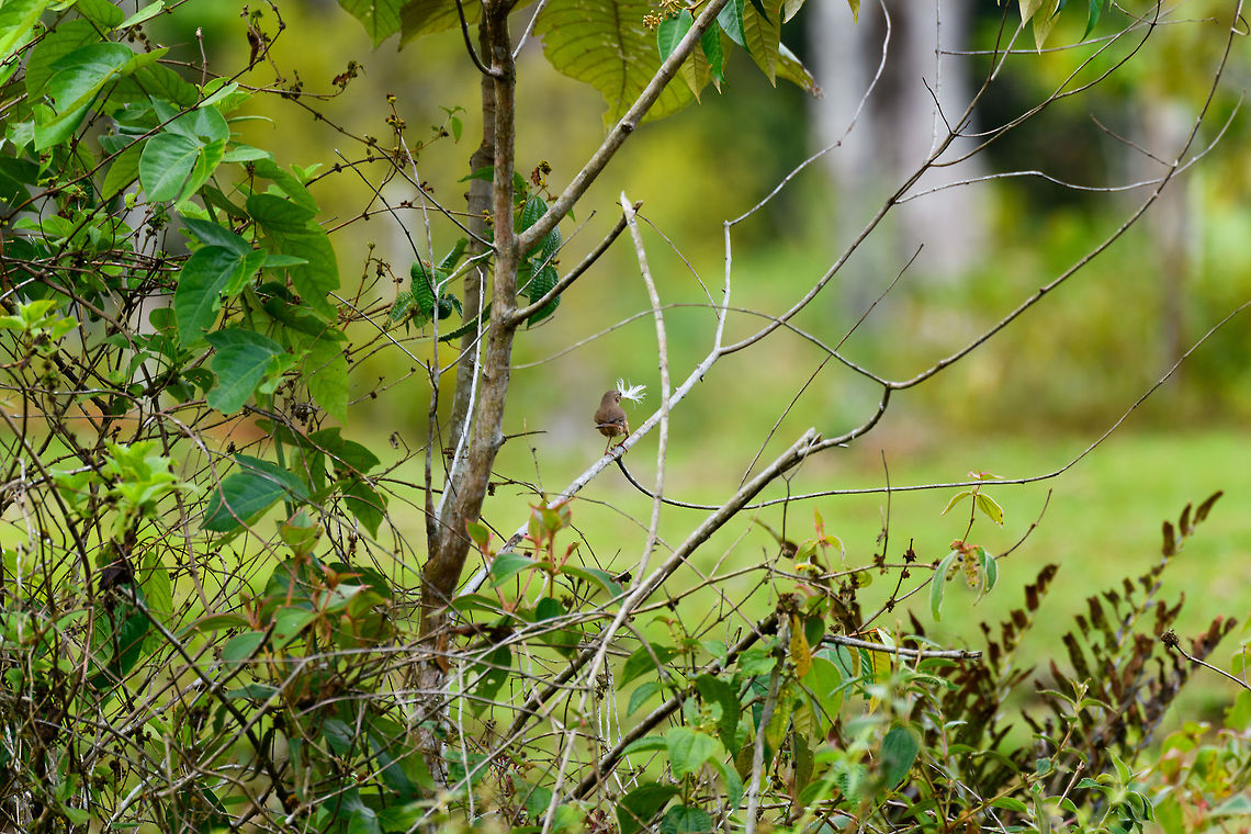 House Wren building nest, Putumayo, Colombia Probably one of the most common birds in Colombia (and far outside it), but we shall leave no species behind. Colombia,Colombia 2018,Colombia South,Fall,Geotagged,House wren,Mocoa,Putumayo,South America,Troglodytes aedon,World