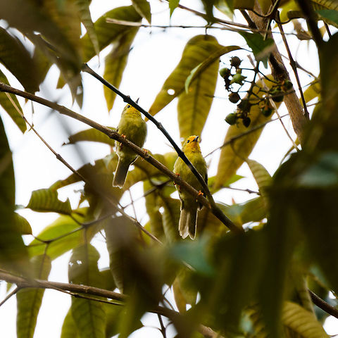 Orange-fronted plushcrown, Putumayo, Colombia Looks to be a couple. Within Colombia, only found in the far South. Does not join mixed flocks. Colombia,Colombia 2018,Colombia South,Fall,Geotagged,Mocoa,Orange-fronted plushcrown,Putumayo,South America,World,aurantiaca