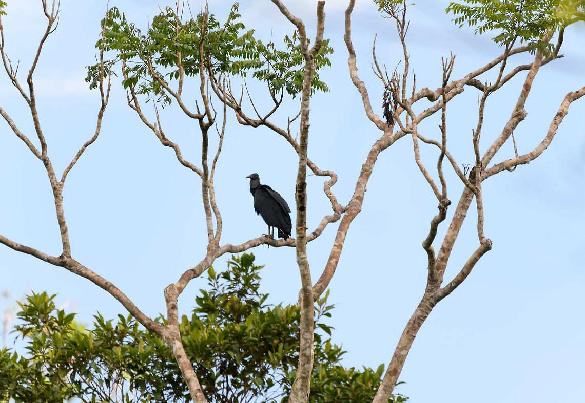Black Vulture, Putumayo, Colombia Here&#039;s a very common sight all across Colombia, Black vultures perched in a tree, both in urban and wild areas. Black Vulture,Colombia,Colombia 2018,Colombia South,Coragyps atratus,Fall,Geotagged,Mocoa,Putumayo,South America,World