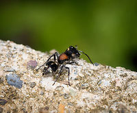Velvet ant - top view, Putumayo, Colombia Possibly Hoplocrates sp. In case you're unfamiliar with velvet ants, a few facts:<br />
<br />
- They are not ants, they are wasps in the Mutillidae family where the wingless females resemble ants. Yet they are more hairy than a real ant, which is one way to recognize them.<br />
<br />
- They have a notorious reputation for their powerful sting, which is in the top 5 of most painful insect bites, just after the Bullet ant.<br />
<br />
- Now to downplay that reputation: Velvet ant are highly defensive, stinging is the absolute last resort. They employ a few tactics to avoid a confrontation altogether. Their mimicry seen in the bands of the abdomen have evolved to come part of one of the largest M&uuml;llerian mimicry rings on the planet. Meaning: several independent species evolving the same warning signals that are "proven" to fend of predators, as those predators learned to avoid prey with these patterns. Second, Velvet ants are able to produce an audible sound when predators come to close, and it will intensify in frequency as the predator comes even closer. Third, they have strong, long legs that make them pretty fast in fleeing, despite having no wings. <br />
<br />
- For all their defensive tactics, their main offensive trait is that they lay their eggs on the larvae of ground-nesting bees and wasps. This is why you'd typically find the female running on bare ground. When the egg hatches, it eats the larvae for food and will even reuse the pupal case of the larvae to spin its own cocoon. <br />
<br />
Their nickname "cow killer" is bothersome as it suggests they are a pest. They are no pest at all. They don't bother people or cattle in any way. They're not even a pest to plants. <br />
https://www.jungledragon.com/image/74777/velvet_ant_-_side_view_putumayo_colombia.html Colombia,Colombia 2018,Colombia South,Mocoa,Putumayo,South America,World