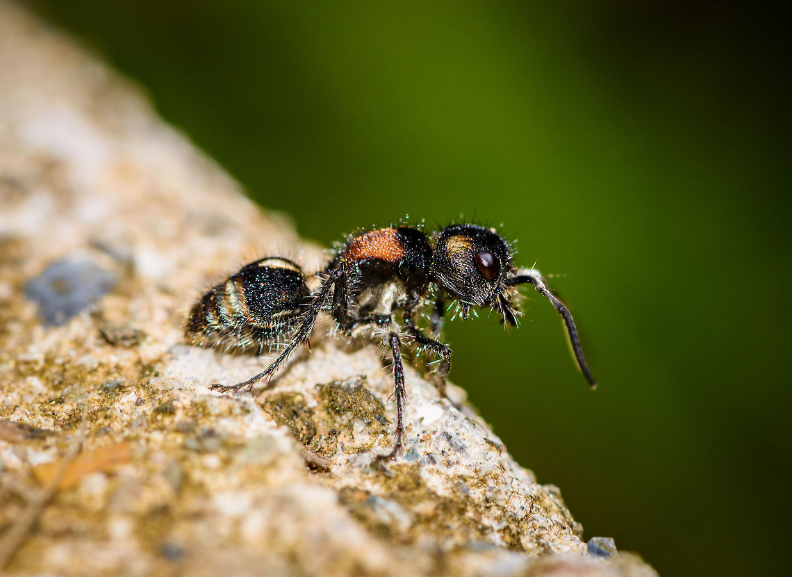 Velvet ant - side view, Putumayo, Colombia Possibly Hoplocrates sp. In case you're unfamiliar with velvet ants, a few facts:<br />
<br />
- They are not ants, they are wasps in the Mutillidae family where the wingless females resemble ants. Yet they are more hairy than a real ant, which is one way to recognize them.<br />
<br />
- They have a notorious reputation for their powerful sting, which is in the top 5 of most painful insect bites, just after the Bullet ant.<br />
<br />
- Now to downplay that reputation: Velvet ant are highly defensive, stinging is the absolute last resort. They employ a few tactics to avoid a confrontation altogether. Their mimicry seen in the bands of the abdomen have evolved to come part of one of the largest Müllerian mimicry rings on the planet. Meaning: several independent species evolving the same warning signals that are "proven" to fend of predators, as those predators learned to avoid prey with these patterns. Second, Velvet ants are able to produce an audible sound when predators come to close, and it will intensify in frequency as the predator comes even closer. Third, they have strong, long legs that make them pretty fast in fleeing, despite having no wings. <br />
<br />
- For all their defensive tactics, their main offensive trait is that they lay their eggs on the larvae of ground-nesting bees and wasps. This is why you'd typically find the female running on bare ground. When the egg hatches, it eats the larvae for food and will even reuse the pupal case of the larvae to spin its own cocoon. <br />
<br />
Their nickname "cow killer" is bothersome as it suggests they are a pest. They are no pest at all. They don't bother people or cattle in any way. They're not even a pest to plants. <br />
<figure class="photo"><a href="https://www.jungledragon.com/image/74776/velvet_ant_-_top_view_putumayo_colombia.html" title="Velvet ant - top view, Putumayo, Colombia"><img src="https://s3.amazonaws.com/media.jungledragon.com/images/2/74776_thumb.jpg?AWSAccessKeyId=05GMT0V3GWVNE7GGM1R2&Expires=1761782410&Signature=CQP6dJ4tq8f3MLsTI6l5Mm9LcEo%3D" width="200" height="166" alt="Velvet ant - top view, Putumayo, Colombia Possibly Hoplocrates sp. In case you're unfamiliar with velvet ants, a few facts:<br />
<br />
- They are not ants, they are wasps in the Mutillidae family where the wingless females resemble ants. Yet they are more hairy than a real ant, which is one way to recognize them.<br />
<br />
- They have a notorious reputation for their powerful sting, which is in the top 5 of most painful insect bites, just after the Bullet ant.<br />
<br />
- Now to downplay that reputation: Velvet ant are highly defensive, stinging is the absolute last resort. They employ a few tactics to avoid a confrontation altogether. Their mimicry seen in the bands of the abdomen have evolved to come part of one of the largest Müllerian mimicry rings on the planet. Meaning: several independent species evolving the same warning signals that are "proven" to fend of predators, as those predators learned to avoid prey with these patterns. Second, Velvet ants are able to produce an audible sound when predators come to close, and it will intensify in frequency as the predator comes even closer. Third, they have strong, long legs that make them pretty fast in fleeing, despite having no wings. <br />
<br />
- For all their defensive tactics, their main offensive trait is that they lay their eggs on the larvae of ground-nesting bees and wasps. This is why you'd typically find the female running on bare ground. When the egg hatches, it eats the larvae for food and will even reuse the pupal case of the larvae to spin its own cocoon. <br />
<br />
Their nickname "cow killer" is bothersome as it suggests they are a pest. They are no pest at all. They don't bother people or cattle in any way. They're not even a pest to plants. <br />
https://www.jungledragon.com/image/74777/velvet_ant_-_side_view_putumayo_colombia.html Colombia,Colombia 2018,Colombia South,Mocoa,Putumayo,South America,World" /></a></figure> Colombia,Colombia 2018,Colombia South,Mocoa,Putumayo,South America,World