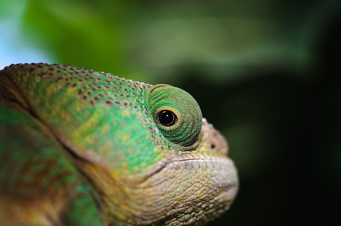 Female Parsons chameleon I see you. Calumma parsonii,Madagascar,Parsons chameleon,Pyreras Reserve