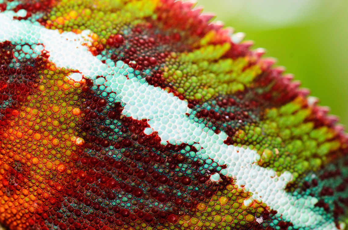 Panther Chameleon - Skin macro An insanely close look at the back skin of a living Panther Chameleon in Madagascar. The white-blue horizontal stripe crossing the vertical patterns is a sign of this being a Panther chameleon. Furcifer pardalis,Madagascar,Panther chameleon,Pyreras Reserve