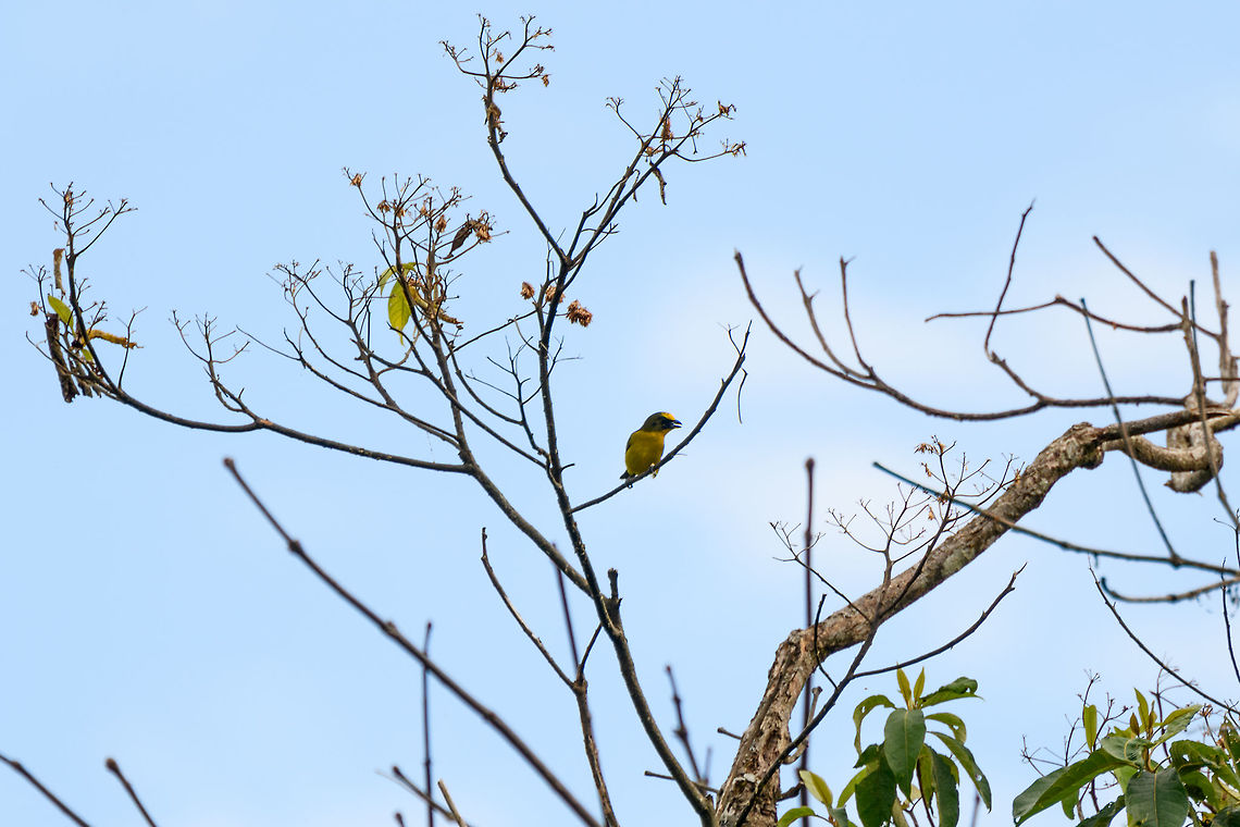 Thick-billed euphonia, Mocoa, Colombia  Colombia,Colombia 2018,Colombia South,Euphonia laniirostris,Fall,Geotagged,Mocoa,Putumayo,South America,Thick-billed euphonia,World