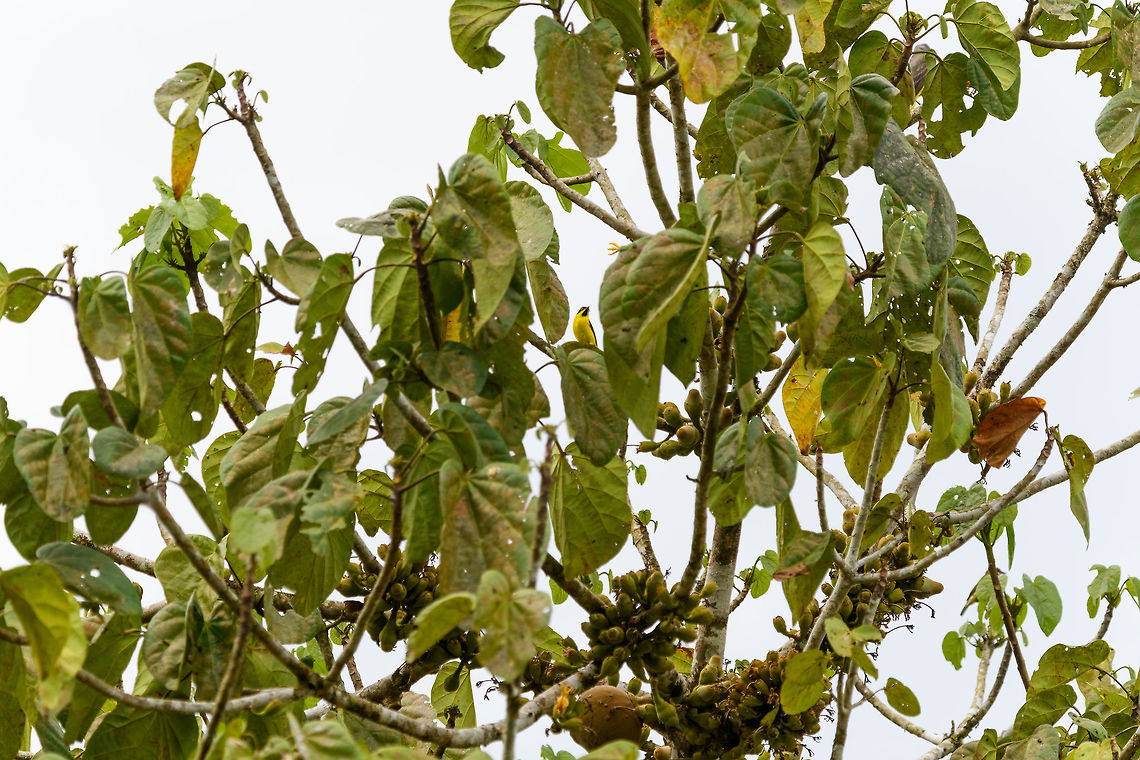 Yellow-bellied dacnis, Mocoa, Colombia Remote and awful photo, sorry! Colombia,Colombia 2018,Colombia South,Fall,Geotagged,Mocoa,Putumayo,South America,World,Yellow-bellied dacnis,flaviventer