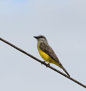 Tropical Kingbird, Mocoa, Colombia They should rename this bird to wire bird. We keep finding it on electric wires everywhere. Colombia,Colombia 2018,Colombia South,Fall,Geotagged,Mocoa,Putumayo,South America,Tropical Kingbird,Tyrannus melancholicus,World