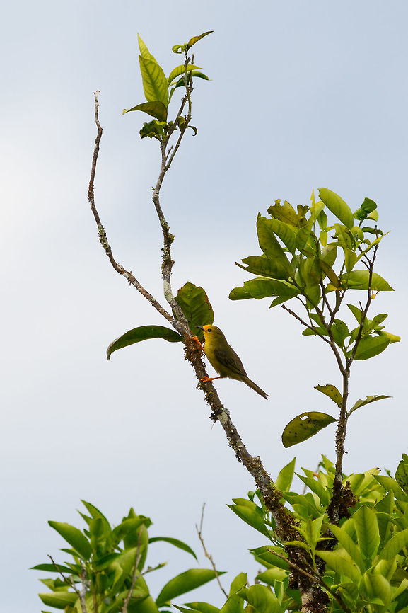 Orange-fronted plushcrown - landing, Putumayo, Colombia From this perspective, you can get a better look at those vibrant legs, one of the key characteristics of this bird. Colombia,Colombia 2018,Colombia South,Fall,Geotagged,Metopothrix aurantiaca,Mocoa,Orange-fronted plushcrown,Putumayo,South America,World