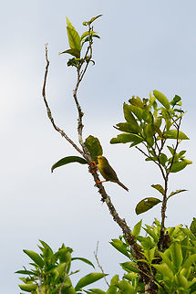 Orange-fronted plushcrown - landing, Putumayo, Colombia From this perspective, you can get a better look at those vibrant legs, one of the key characteristics of this bird. Colombia,Colombia 2018,Colombia South,Fall,Geotagged,Metopothrix aurantiaca,Mocoa,Orange-fronted plushcrown,Putumayo,South America,World