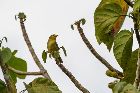 Orange-fronted plushcrown - perched, Putumayo, Colombia  Colombia,Colombia 2018,Colombia South,Fall,Geotagged,Metopothrix aurantiaca,Mocoa,Orange-fronted plushcrown,Putumayo,South America,World
