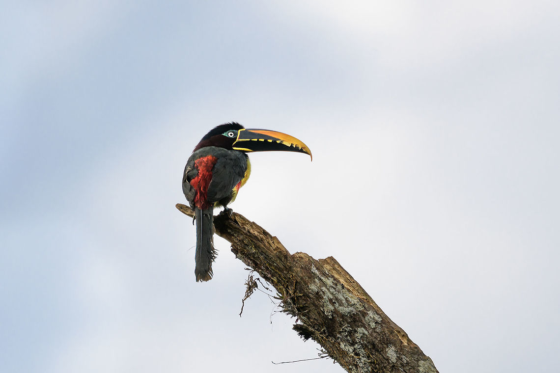 Chestnut-eared Aracari, Mocoa, Colombia Found on the outskirts of Mocoa.  Chestnut-eared Aracari,Colombia,Colombia 2018,Colombia South,Fall,Geotagged,Mocoa,Pteroglossus castanotis,Putumayo,South America,World